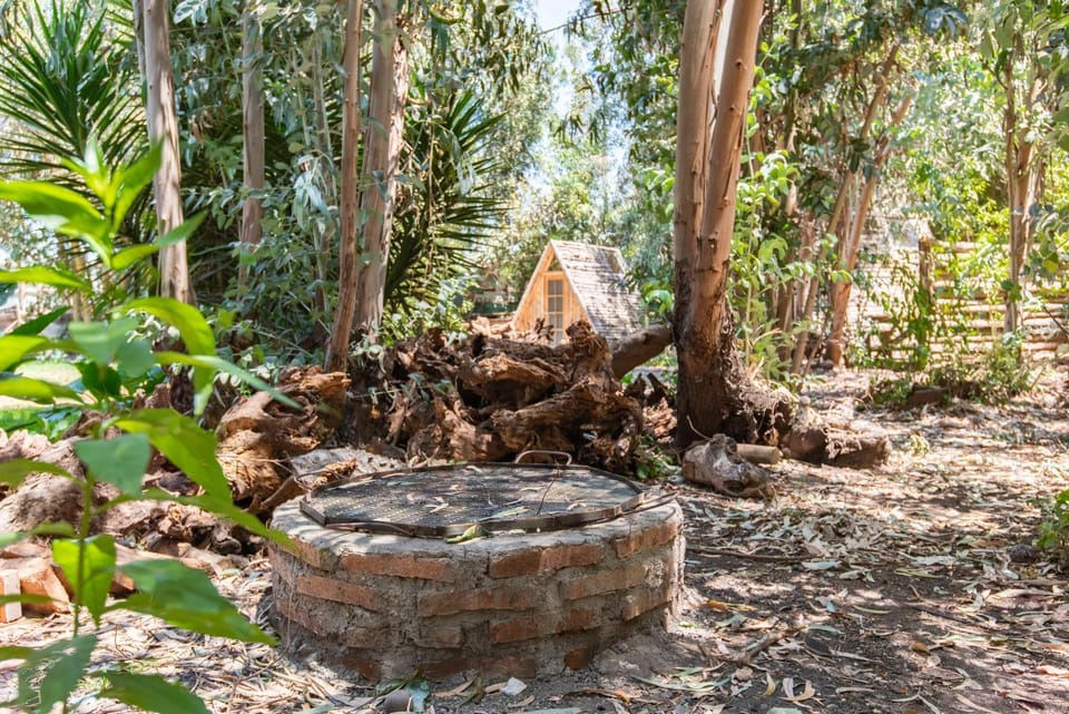 Natural landscape, Garden, Garden view