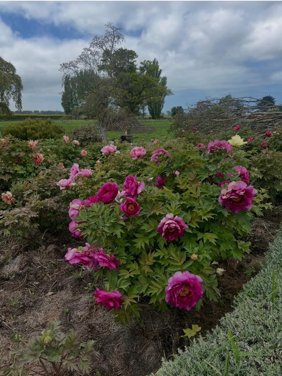 Garden view
