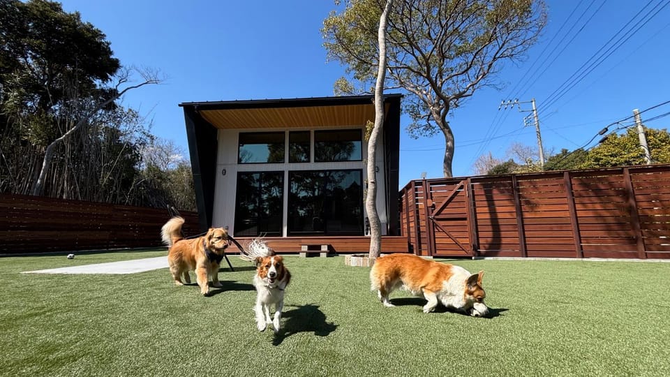 Day, Animals, Pets