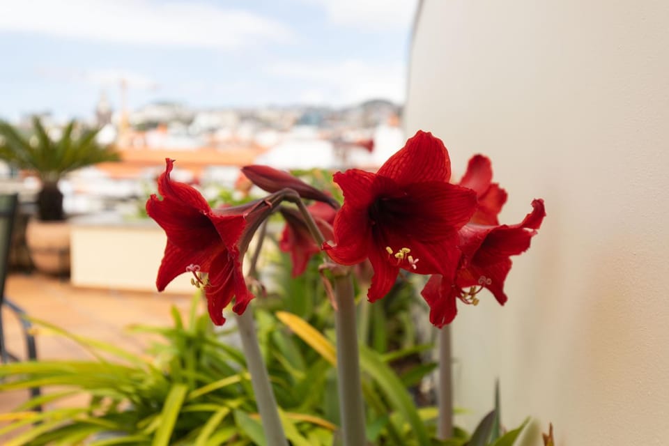 Anadia Penthouse Duplex by Rent-a-key Apartment in Funchal