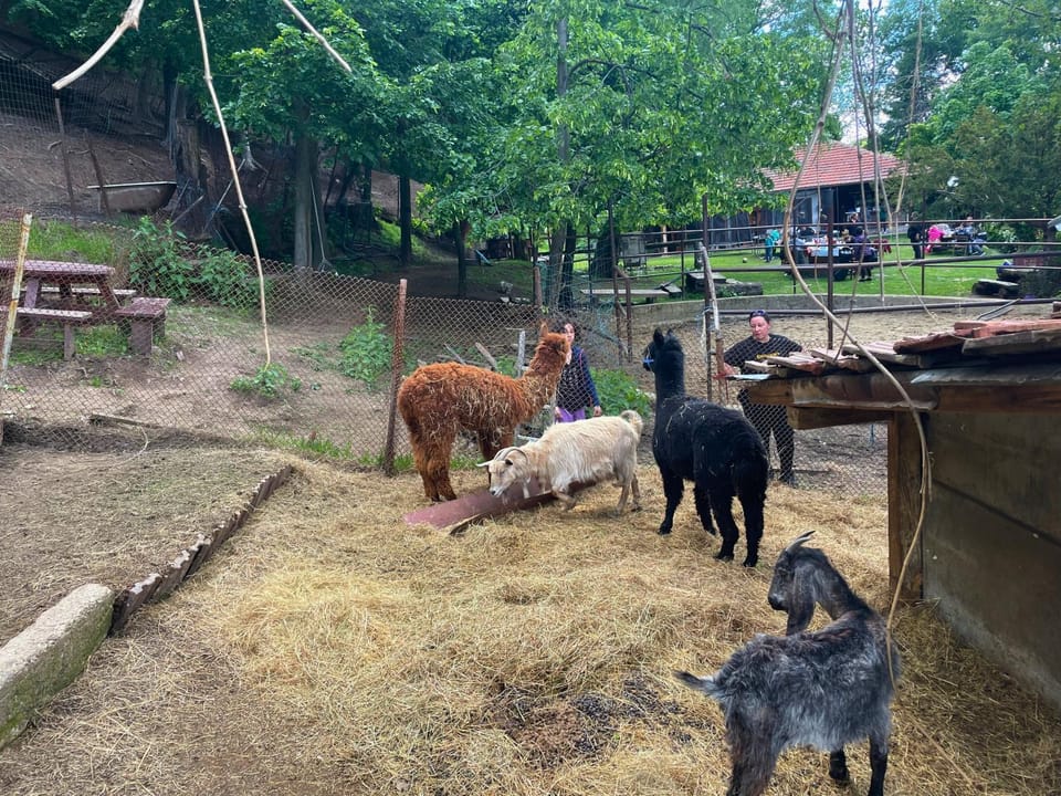 Day, Animals, Pets