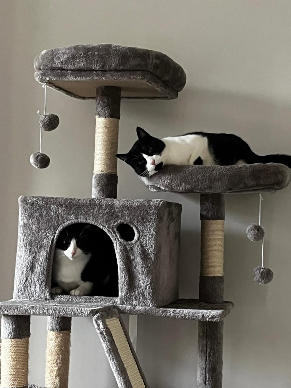 Pets