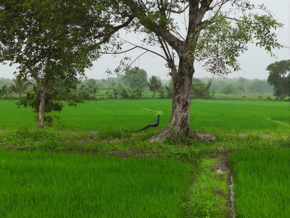 Day, Neighbourhood, Natural landscape, Animals
