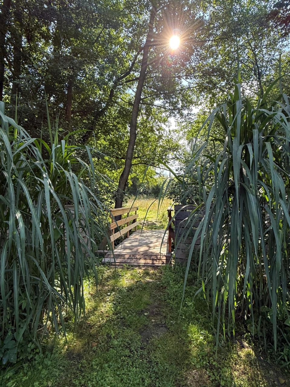 Garden view
