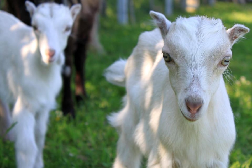 Animals, Animals