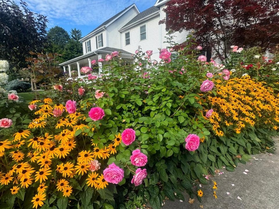 Garden view