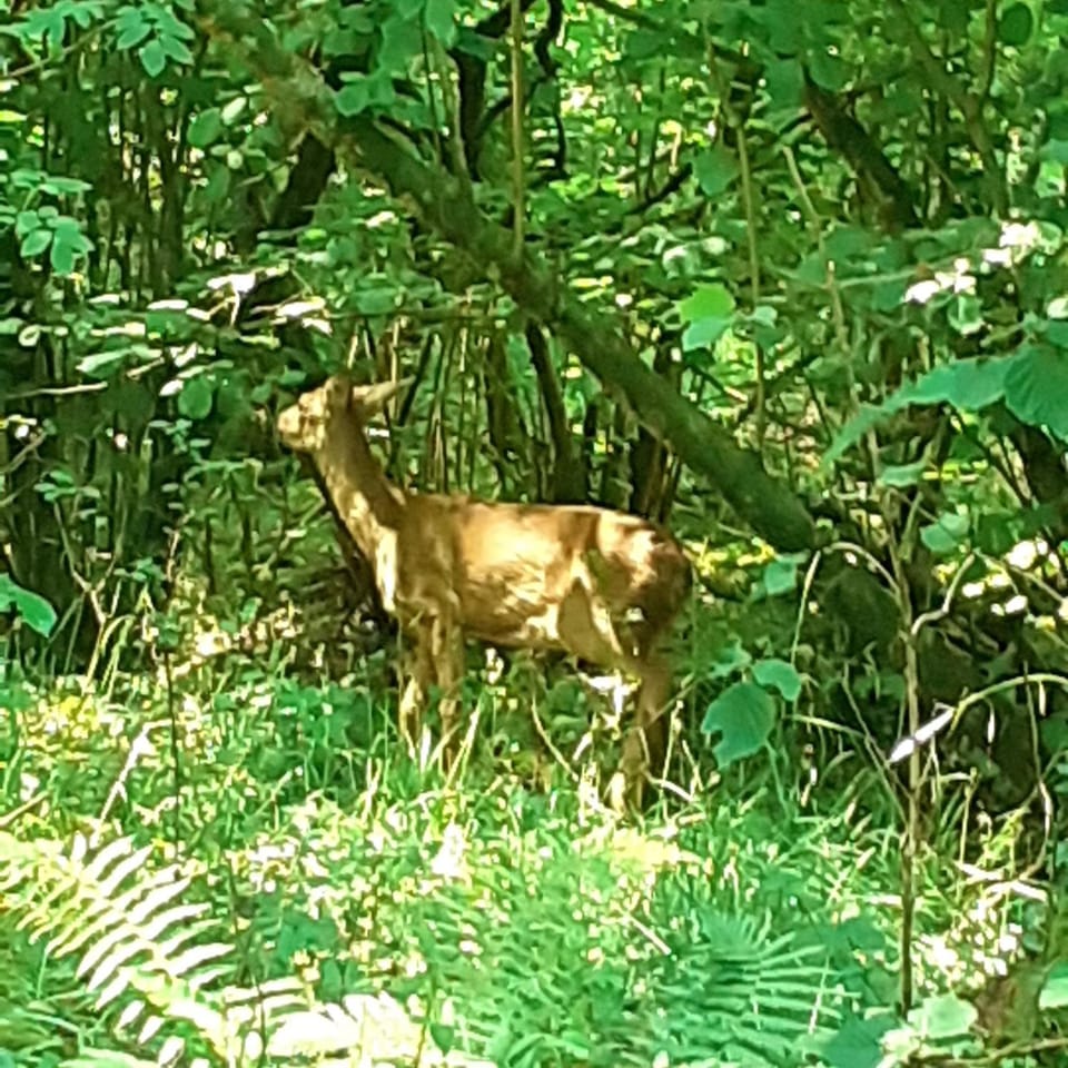 Spring, Day, Natural landscape, Summer, Animals, Sunrise, Sunset