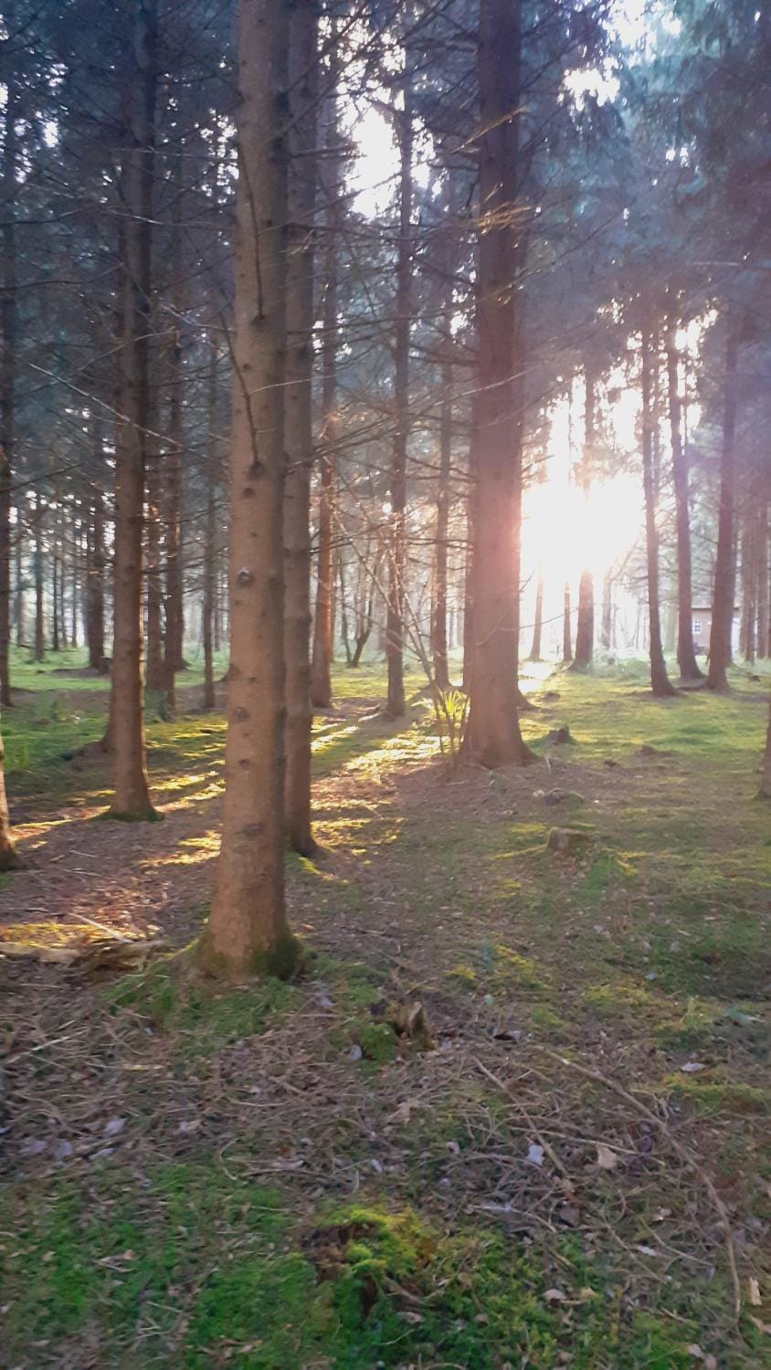 Day, Natural landscape, Garden, Garden view