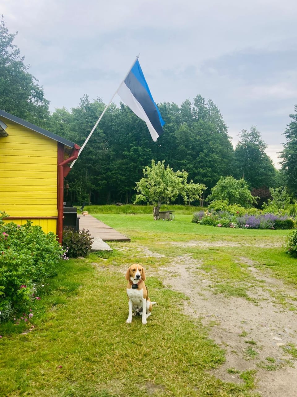 Pets, Garden view