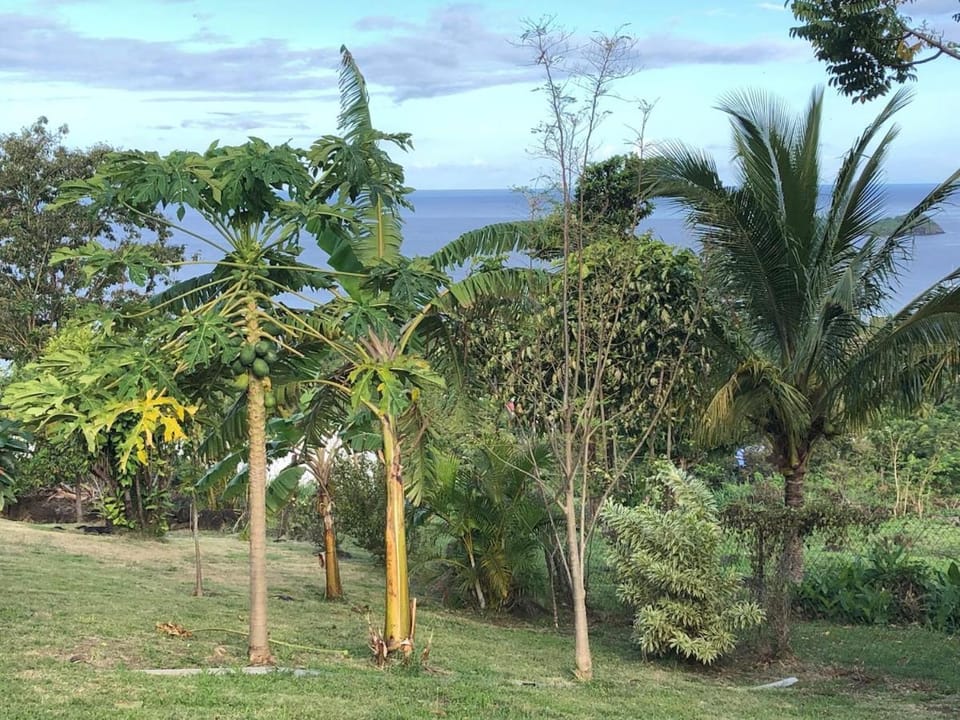 Natural landscape, Garden, Sea view