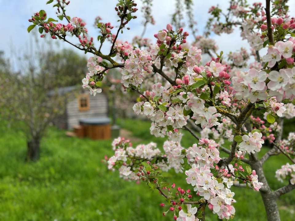 Spring