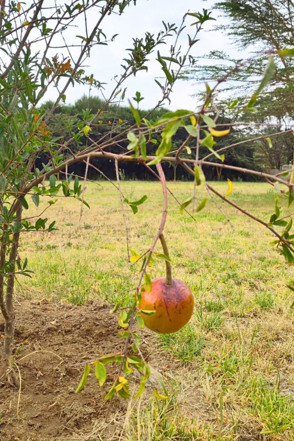 Natural landscape, Garden