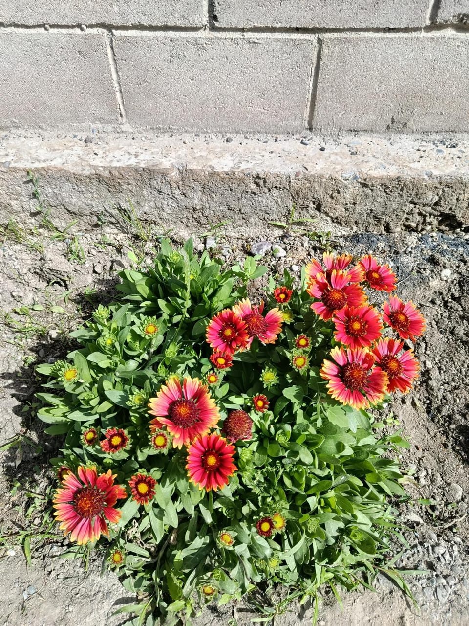 Spring, Day, Garden, Garden view