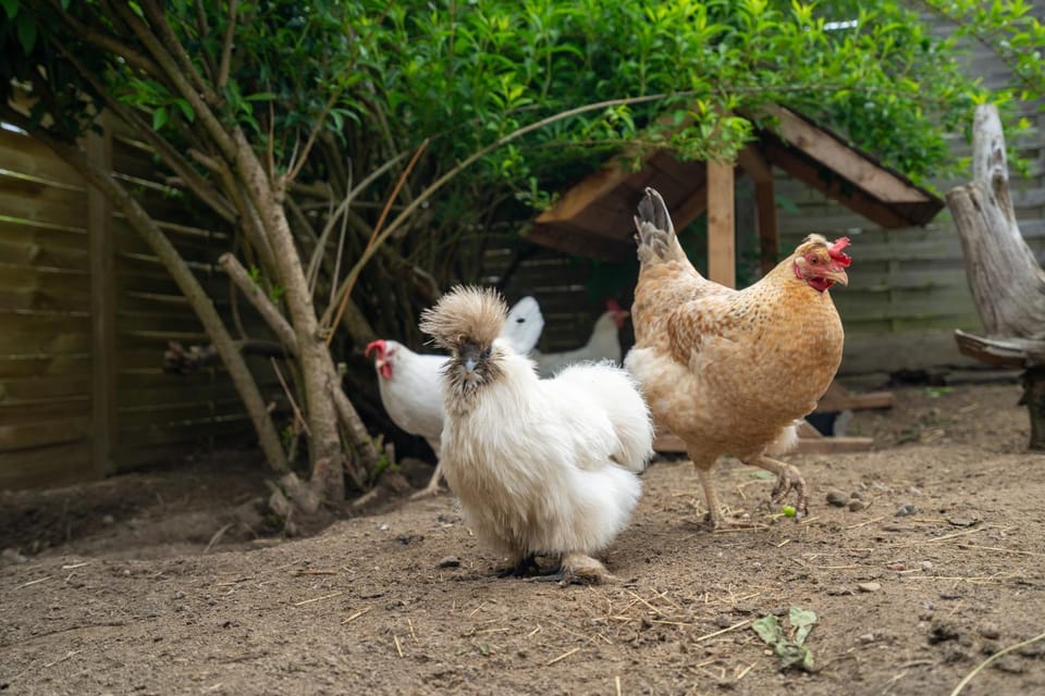 Animals
