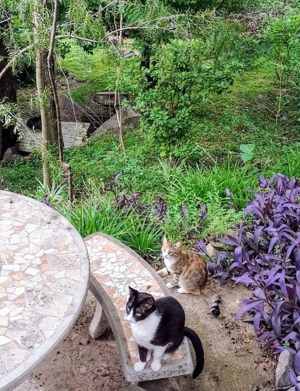 Garden, Pets