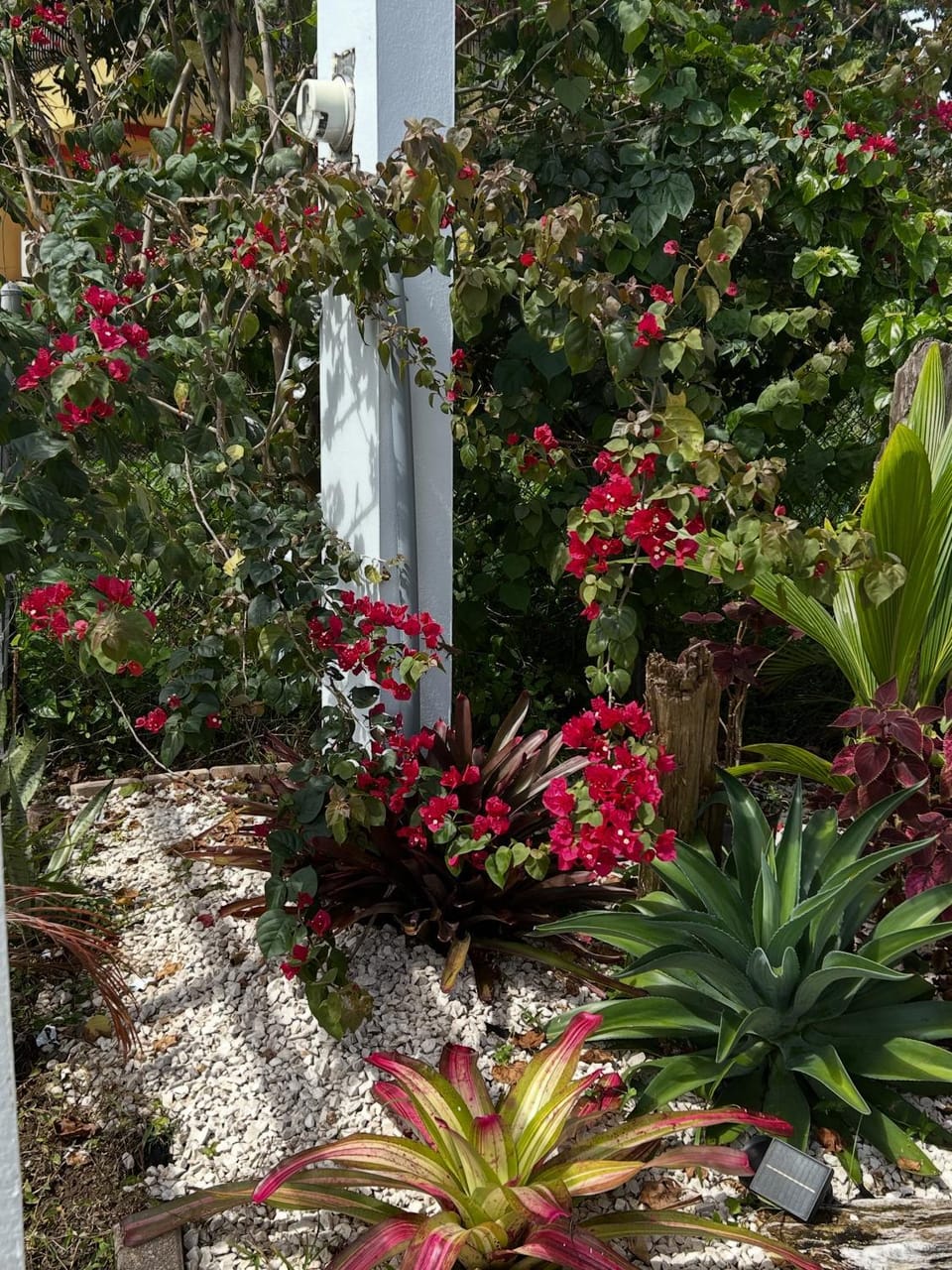 Garden view