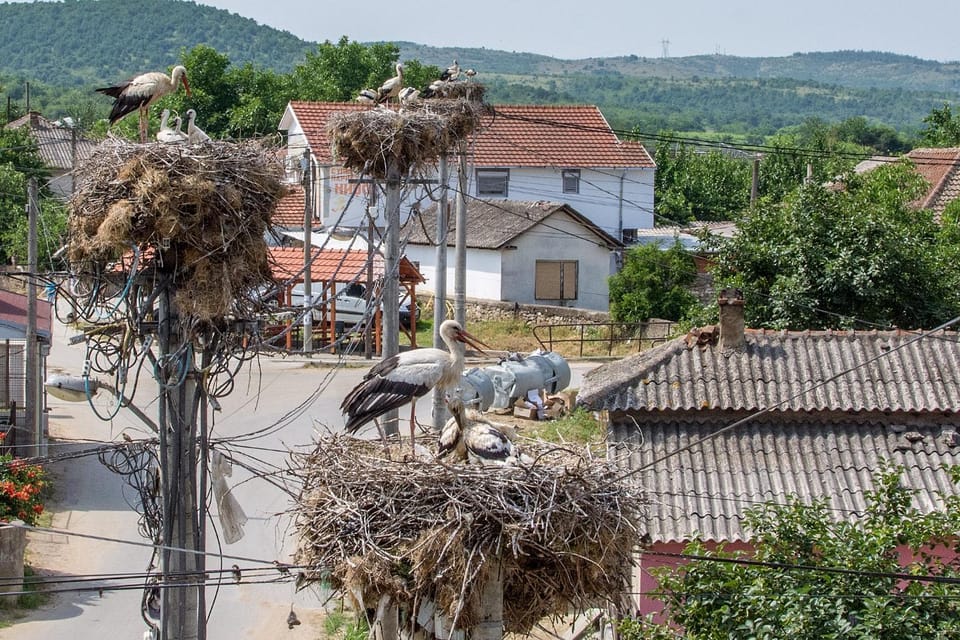 Animals, Landmark view, Mountain view, Street view