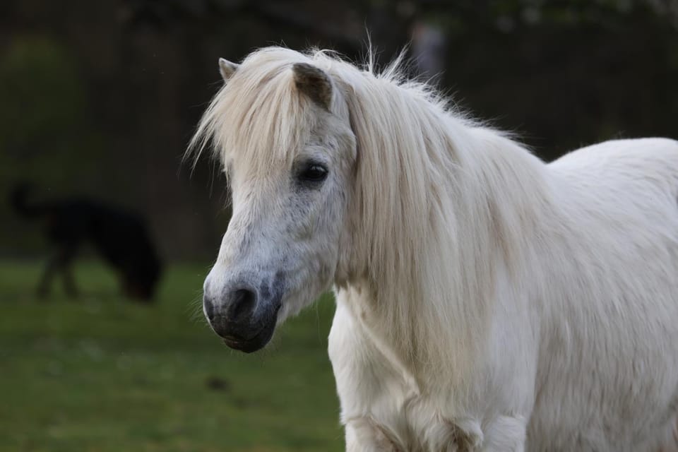 Animals