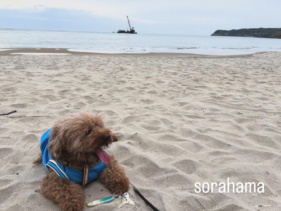 Beach, Pets, Sea view
