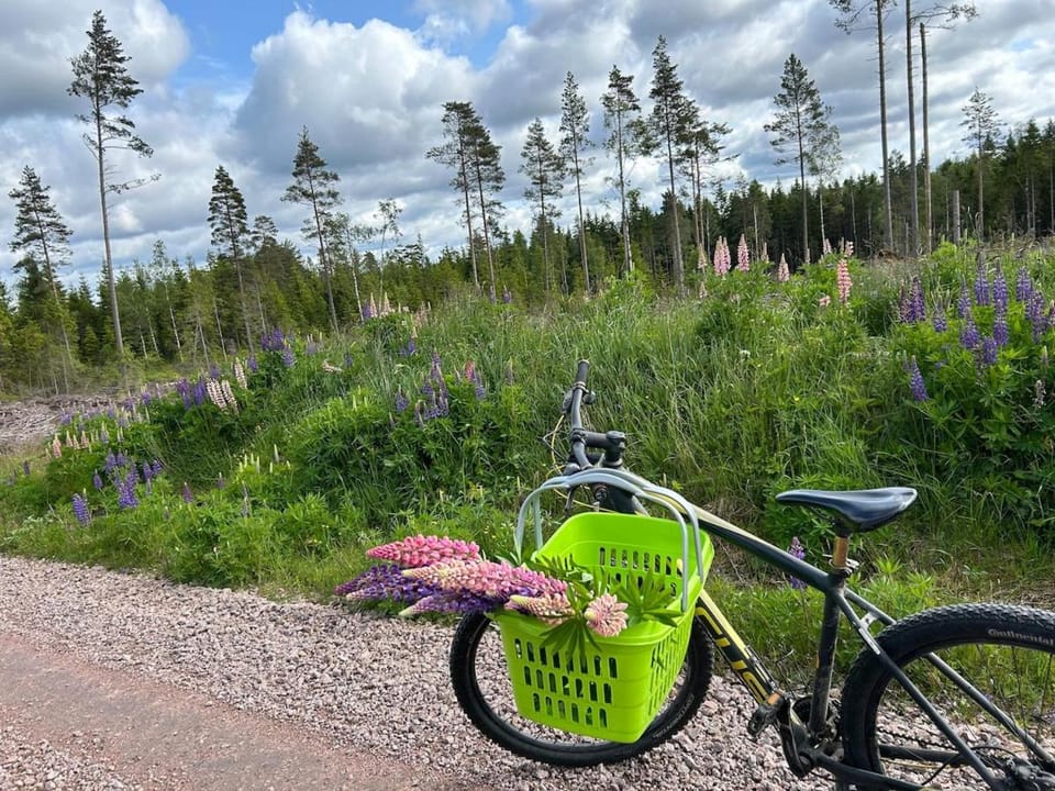 Spring, Day, Natural landscape, Cycling