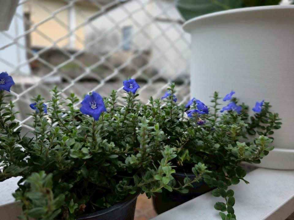Garden, Balcony/Terrace