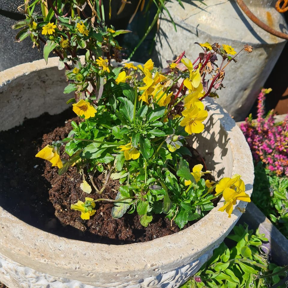 Spring, Day, Garden