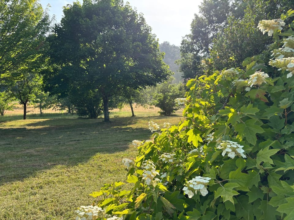 Natural landscape, Garden, Garden view