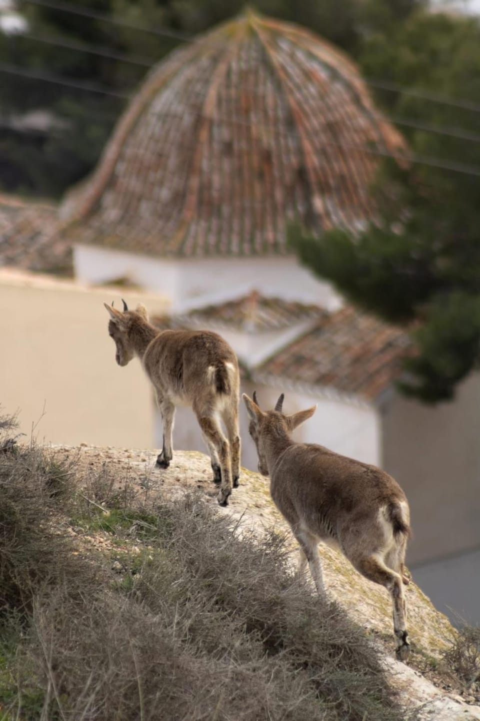 La casita del Cerro Country House in Castile-La Mancha
