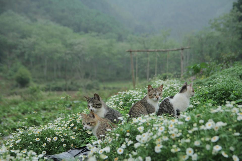 Day, Natural landscape, Animals