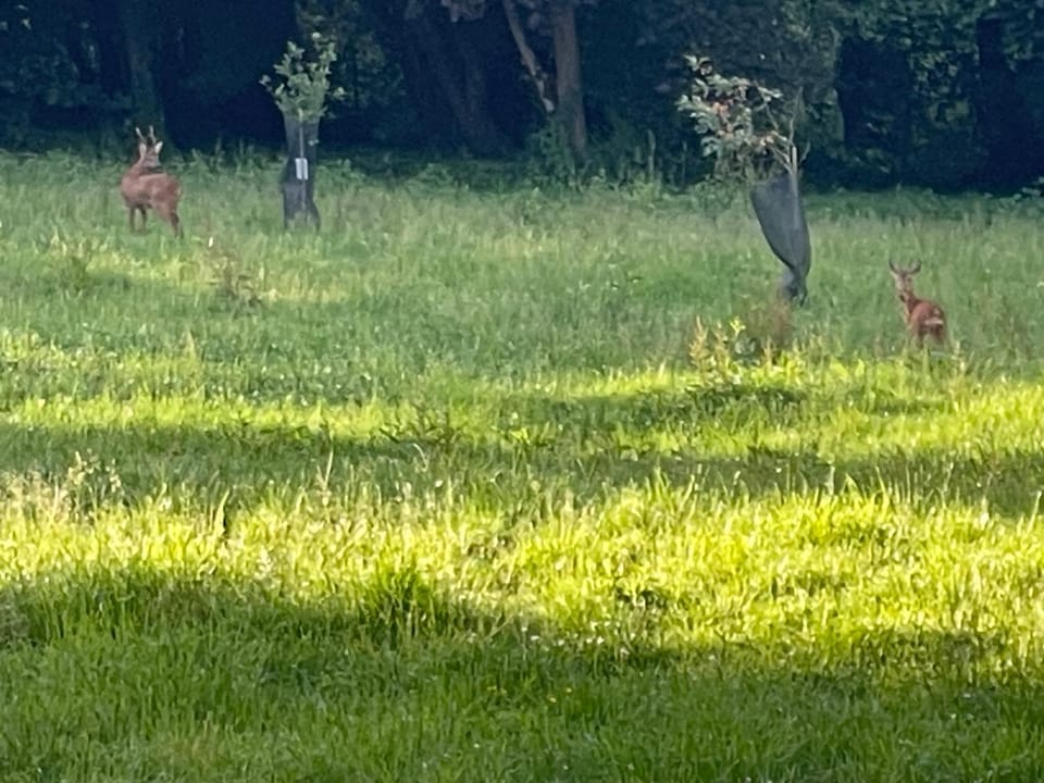 Evening entertainment