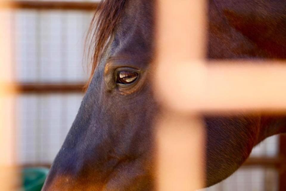 Casita Vino Dog-Friendly Vineyard Retreat & Stay Chalet in San Marcos