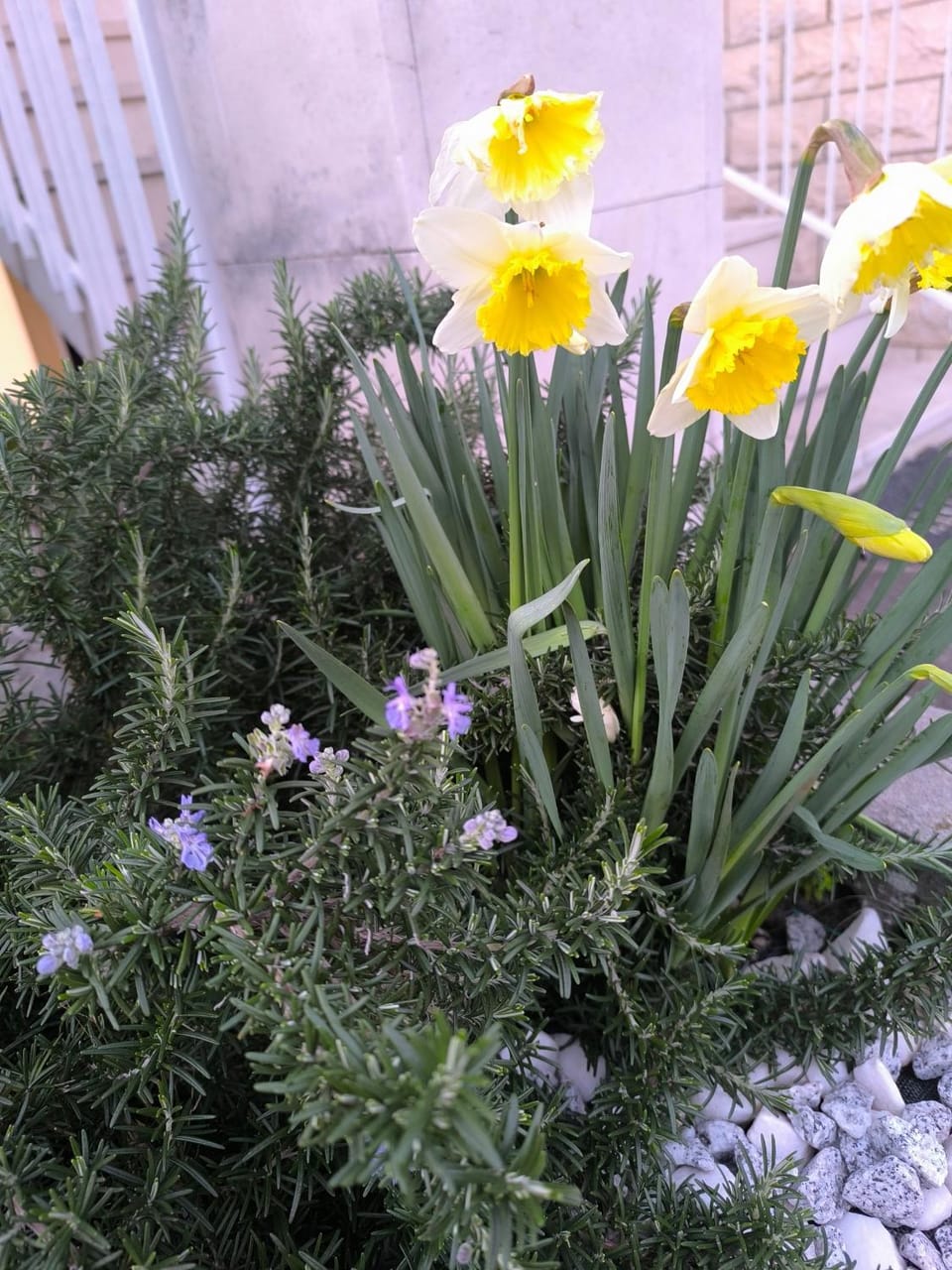 Grünner Apartments Apartment in Dobrota