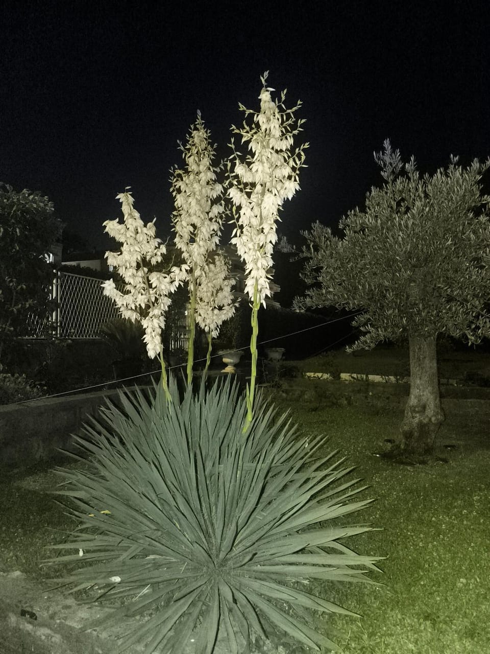 Grünner Apartments Apartment in Dobrota