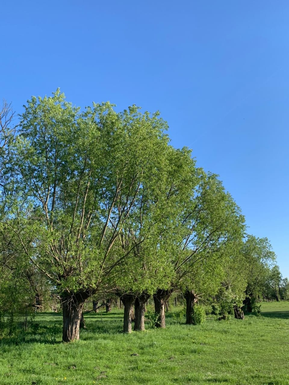 Natural landscape