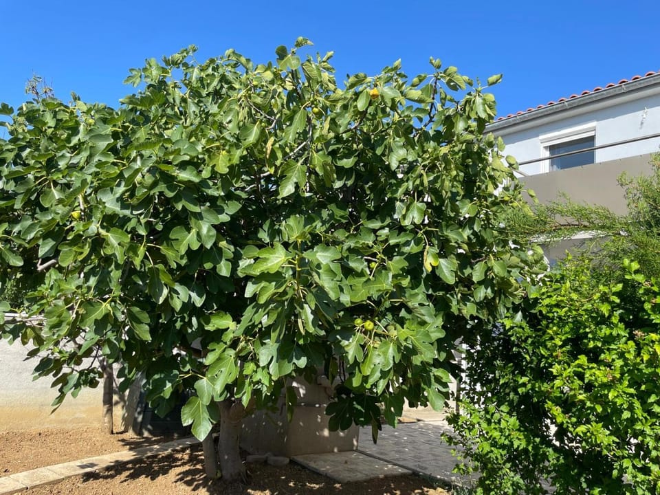 Apartmani Mandarina Apartment in Zadar County