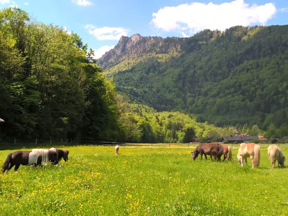 Gästehaus Kiesmüller Bed and Breakfast in Aschau im Chiemgau