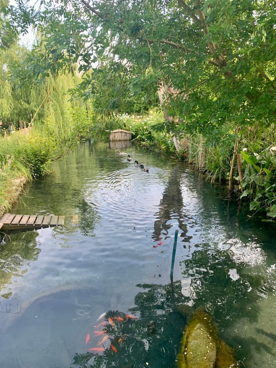 Garden, River view