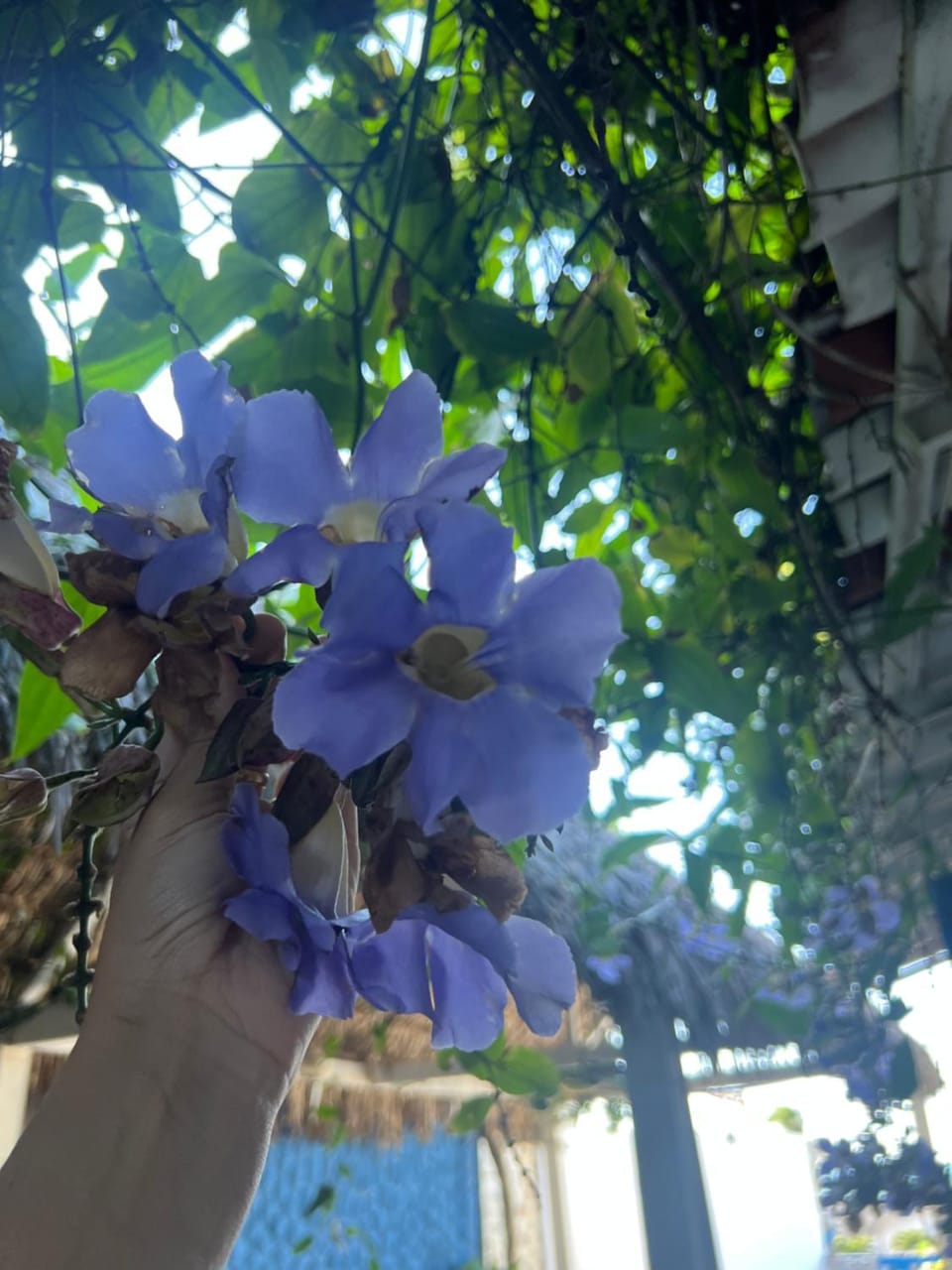 Vistamar Arco das Flores Bed and Breakfast in State of Ceará