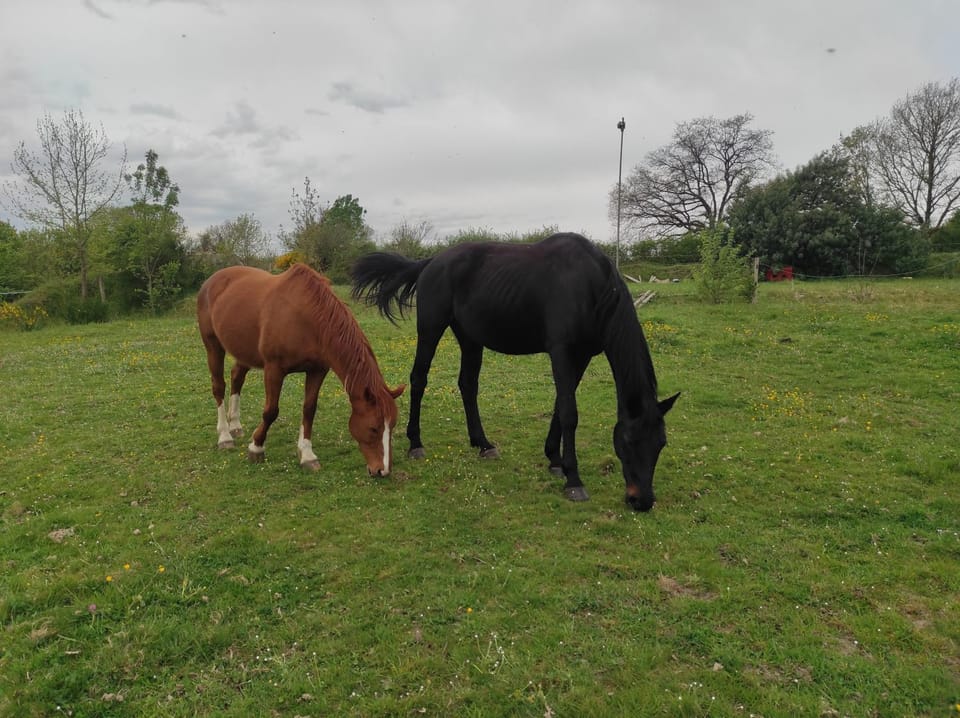 Animals