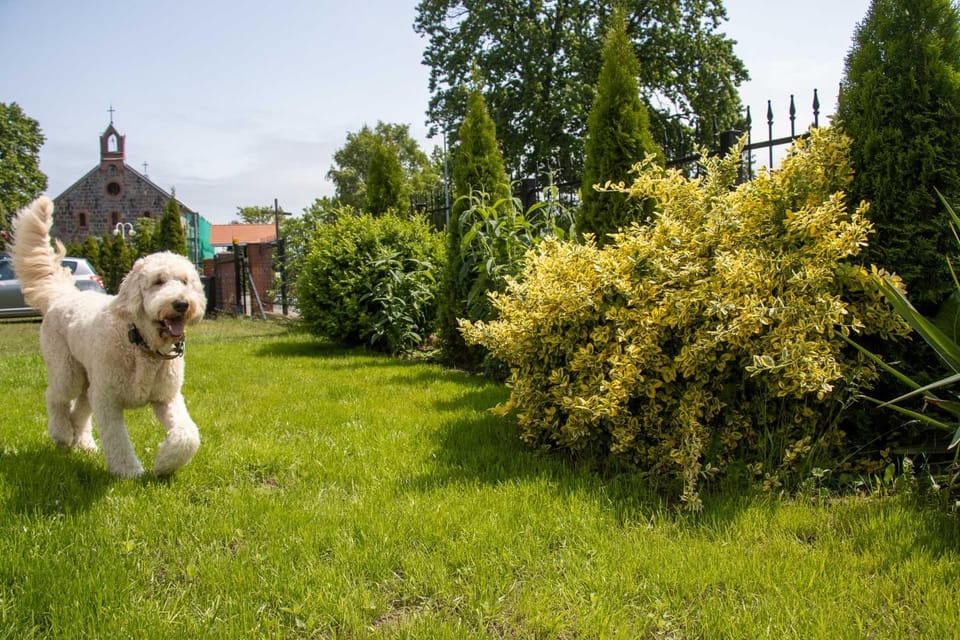 Natural landscape, Garden, Pets