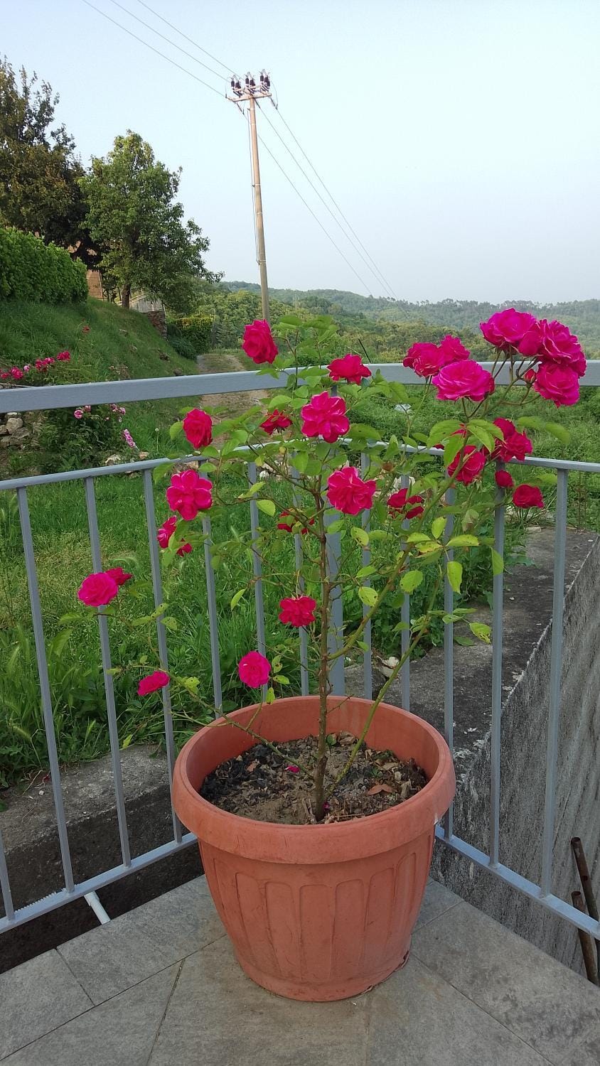 Agriturismo Ca' del Monte Farm Stay in Liguria