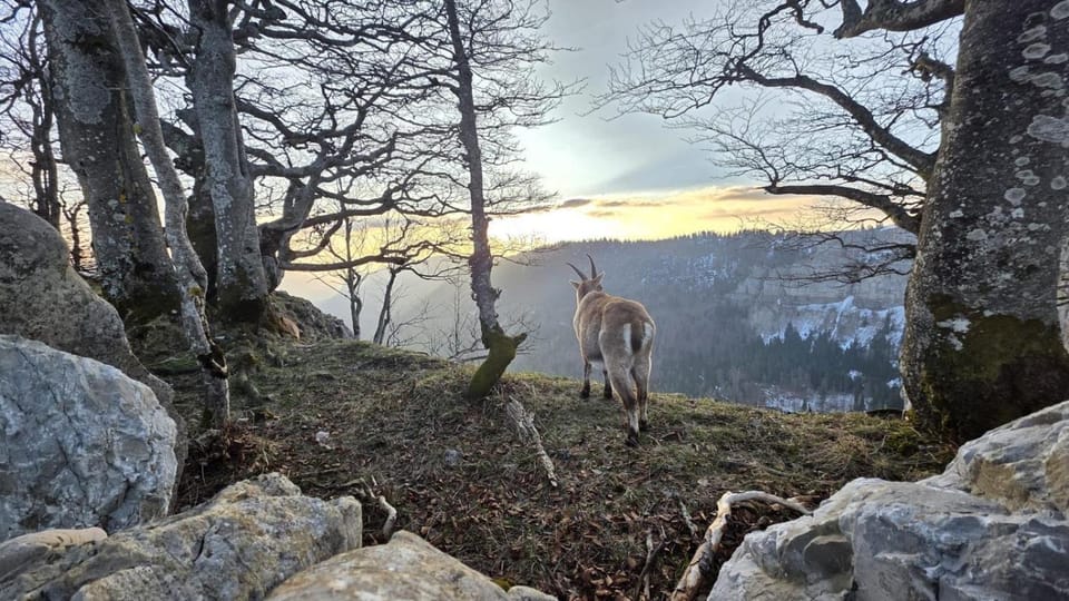 Maison NidAmour Val-de-Travers House in Neuchâtel, Switzerland
