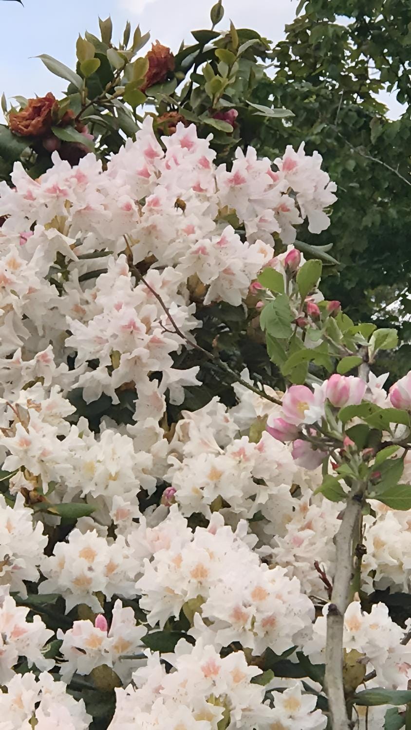 Gîte De L'alliance House in Lannion