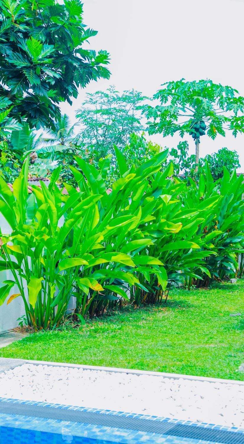 Day, Garden