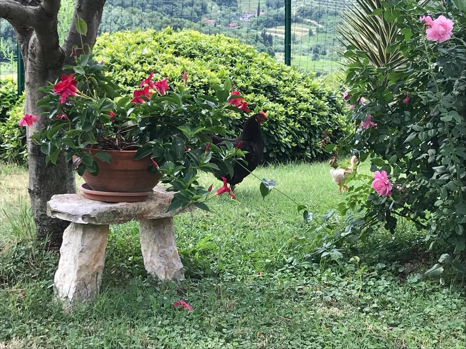 Garden view