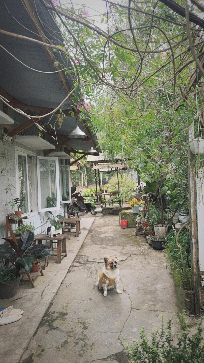 Garden