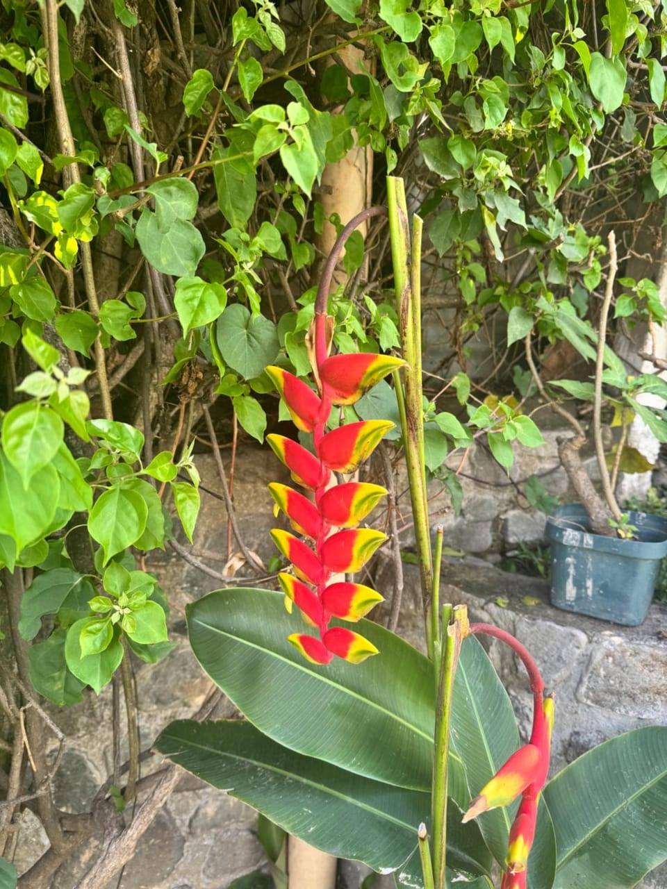 Spring