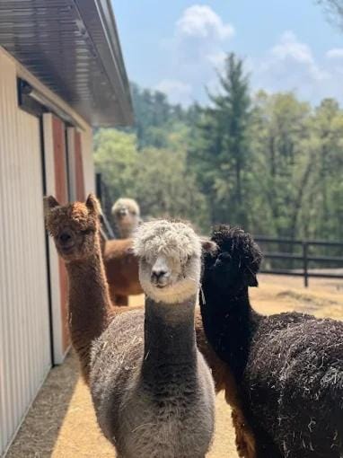 Casacampo Alpaca Ranch Inn in Wisconsin Dells