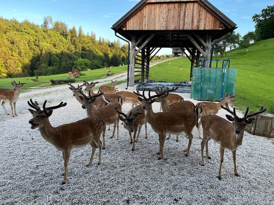 Glamping - domačija Lamperček Campground/ 
RV Resort in Slovenia