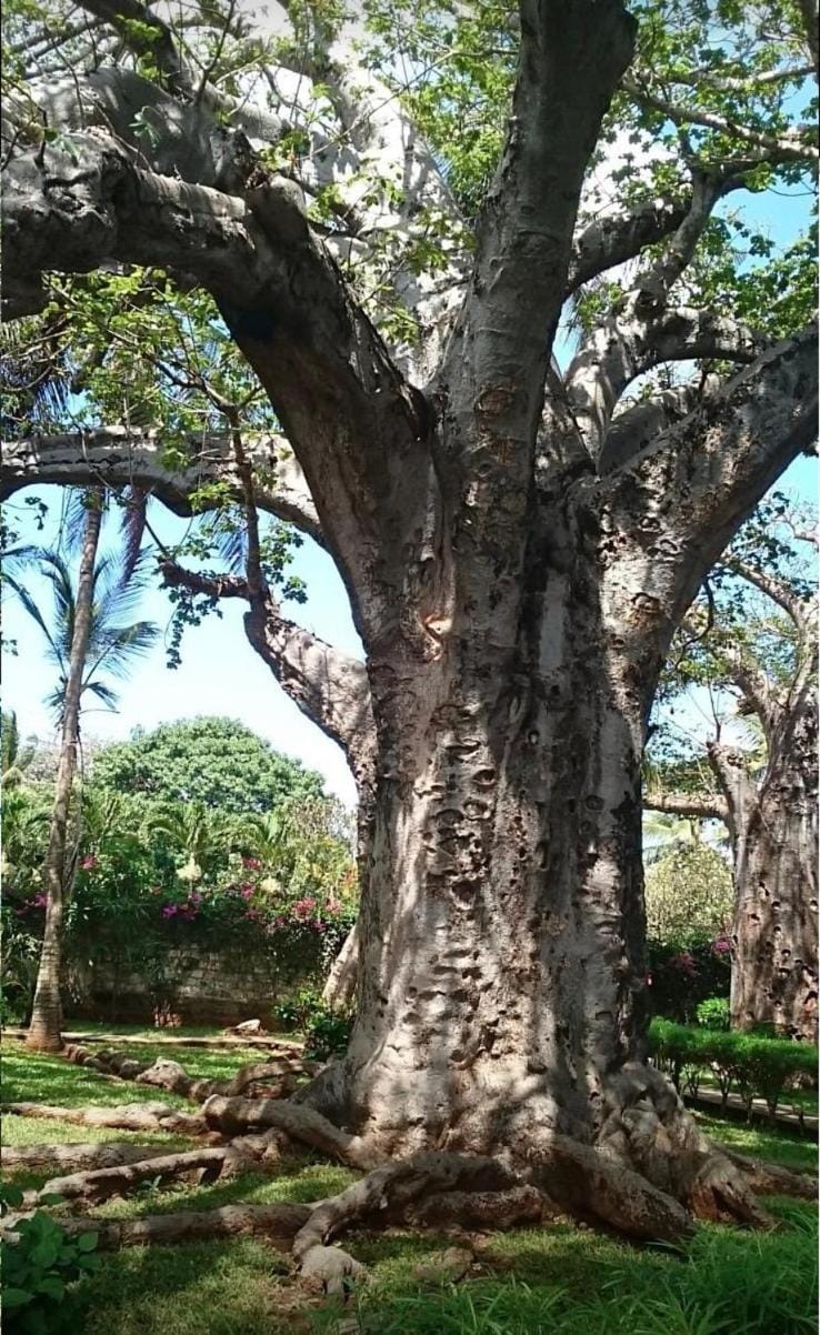 Villa con baobab e piscina Villa in Malindi